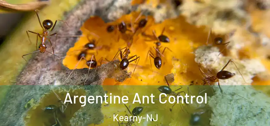  Argentine Ant Control Kearny-NJ