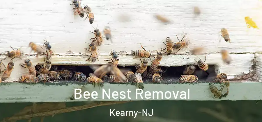 Bee Nest Removal Kearny-NJ