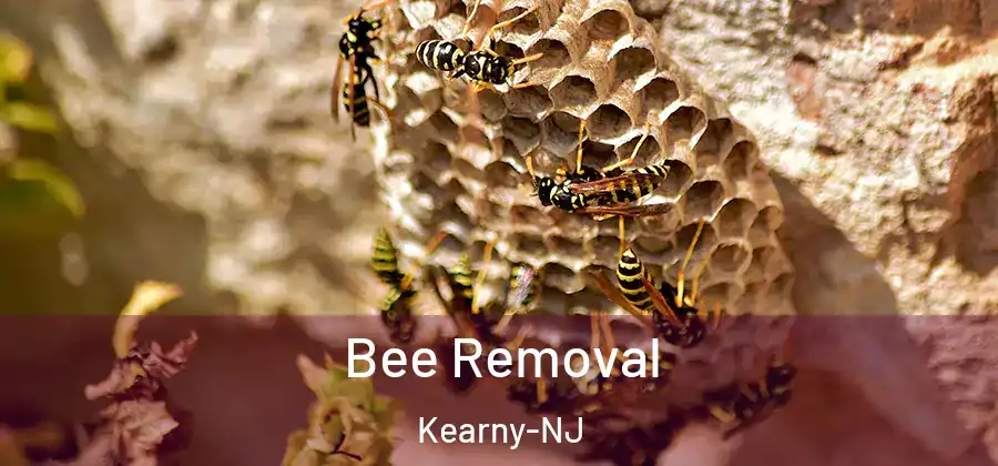 Bee Removal Kearny-NJ