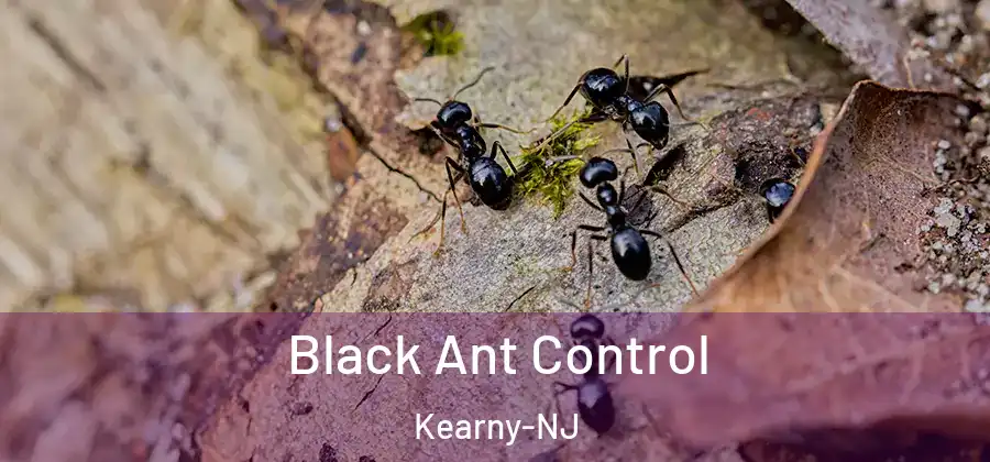 Black Ant Control Kearny-NJ