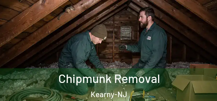 Chipmunk Removal Kearny-NJ