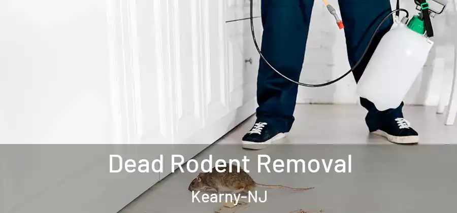 Dead Rodent Removal Kearny-NJ