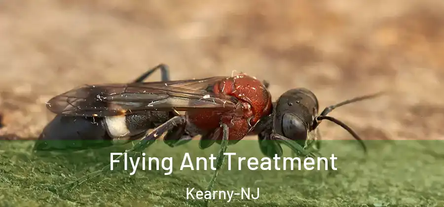 Flying Ant Treatment Kearny-NJ