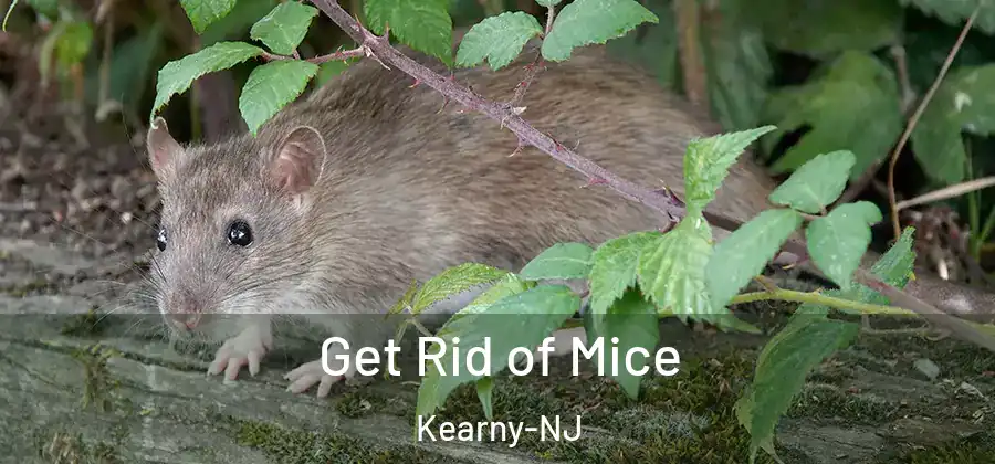 Get Rid of Mice Kearny-NJ