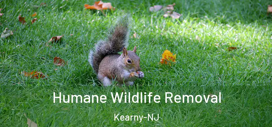  Humane Wildlife Removal Kearny-NJ