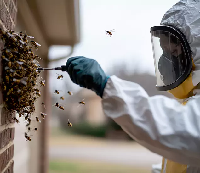 Your Bee Removal Company in Kearny, NJ