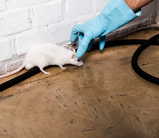 Trusted Mouse Exterminator: Your Rodent Control Company in Kearny, NJ