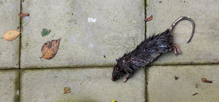 Mice in the Attic Removal in Kearny