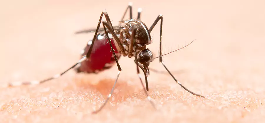 Indoor Mosquito Killer and Interior Control in Kearny