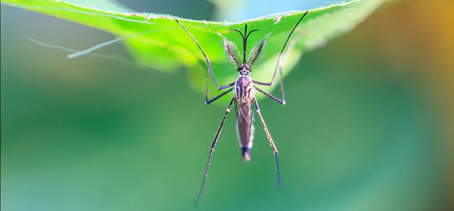 Pest and Mosquito Control for Yard and Patio in Kearny