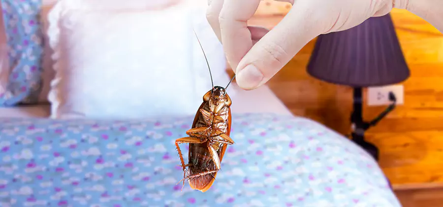 Bed Bug Inspection in Kearny