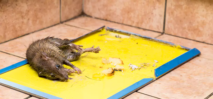 Rat Trapping Service In Kearny