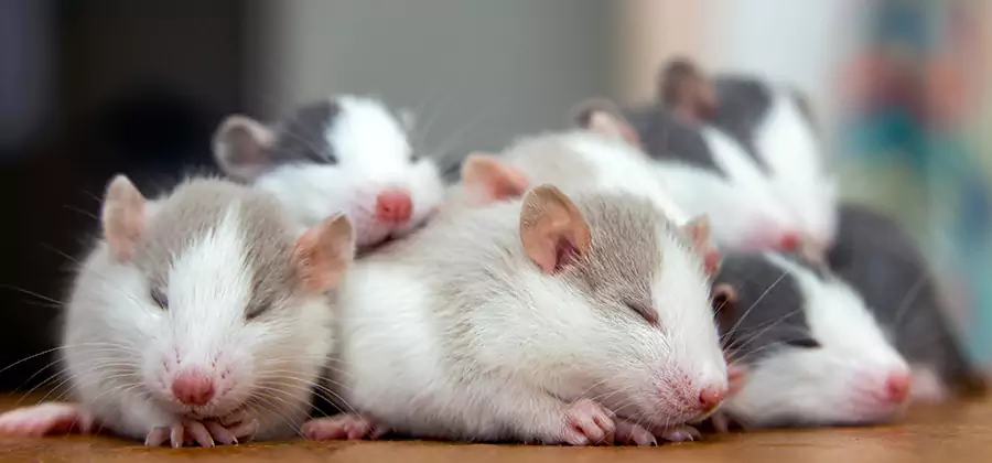 Rat Infestation Exclusion Service in Kearny