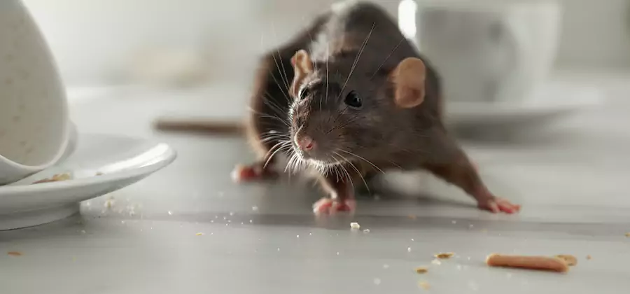 Attic Rat Exclusion Service in Kearny