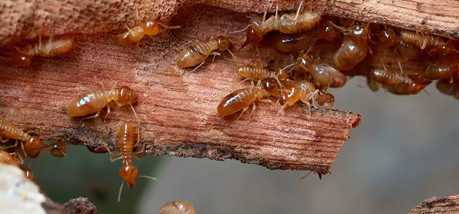 Perimeter Soil Termite Treatment in Kearny