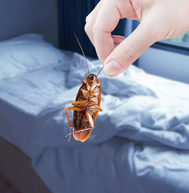 Why Choose Kearny Pest Control Pro for Bed Bug Extermination in Kearny, NJ?