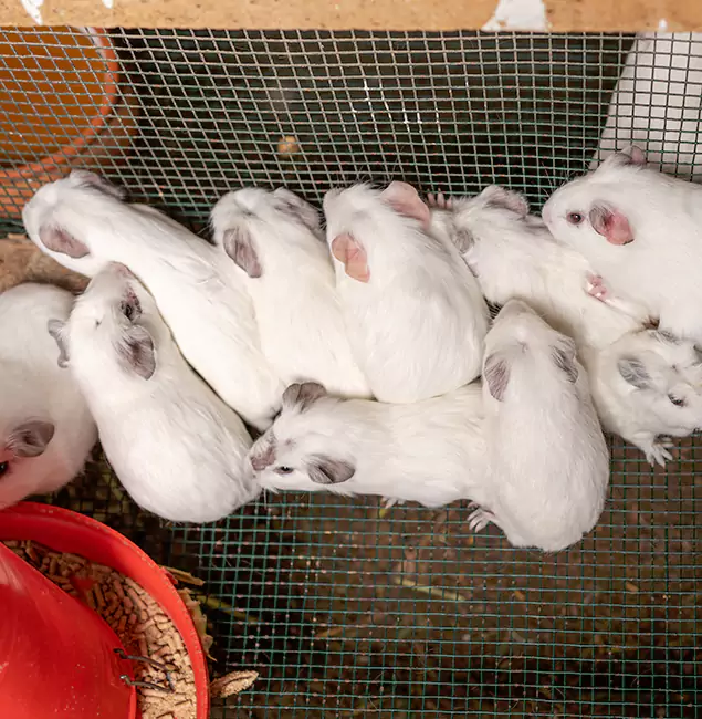Why Choose Kearny Pest Control Pro for Rat Infestation in Kearny, NJ?