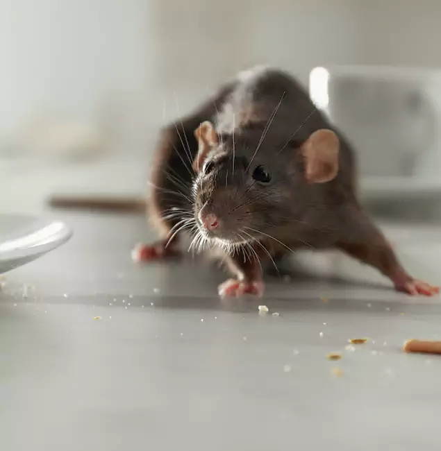 Why Kearny, NJ Trusts Kearny Pest Control Pro for Rodent Prevention?