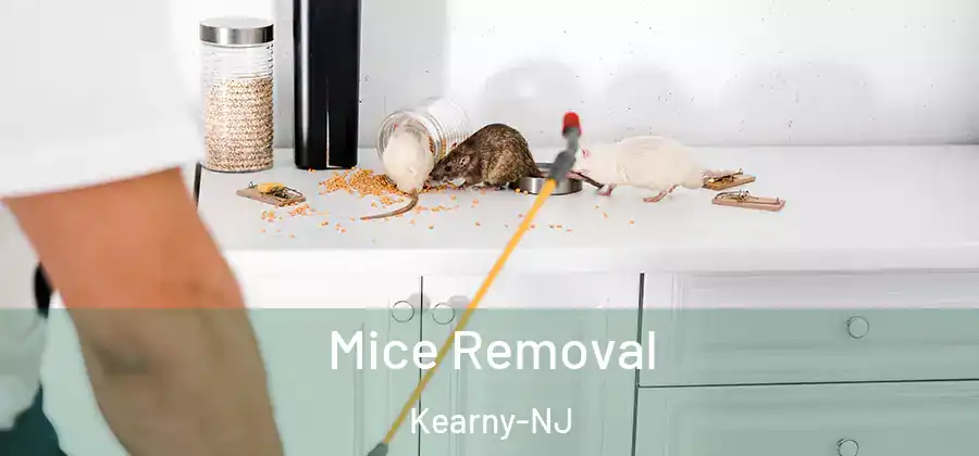  Mice Removal Kearny-NJ