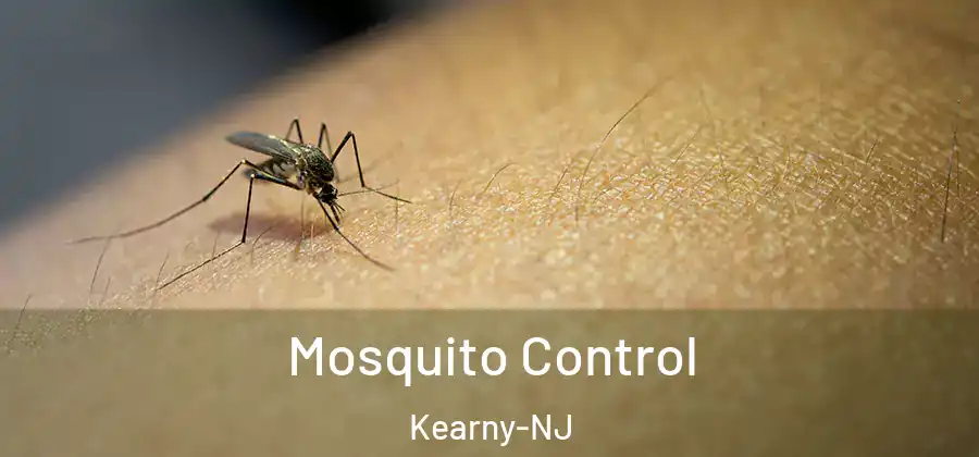 Mosquito Control Kearny-NJ