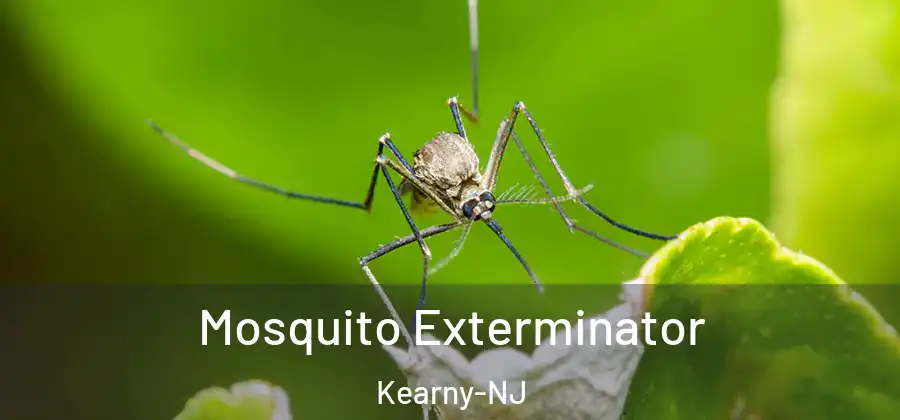  Mosquito Exterminator Kearny-NJ