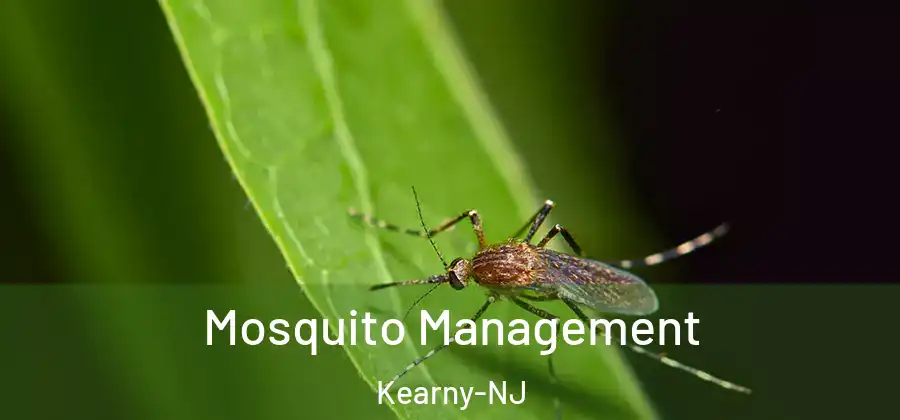  Mosquito Management Kearny-NJ