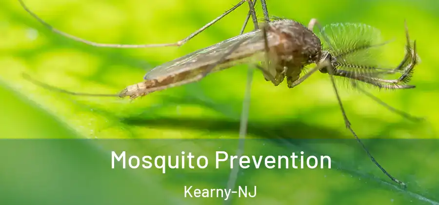  Mosquito Prevention Kearny-NJ