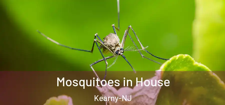 Mosquitoes in House Kearny-NJ