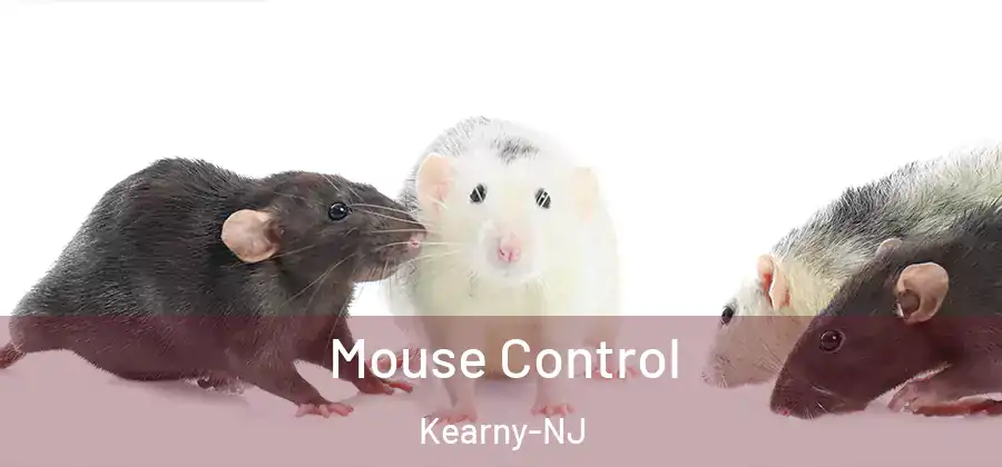 Mouse Control Kearny-NJ