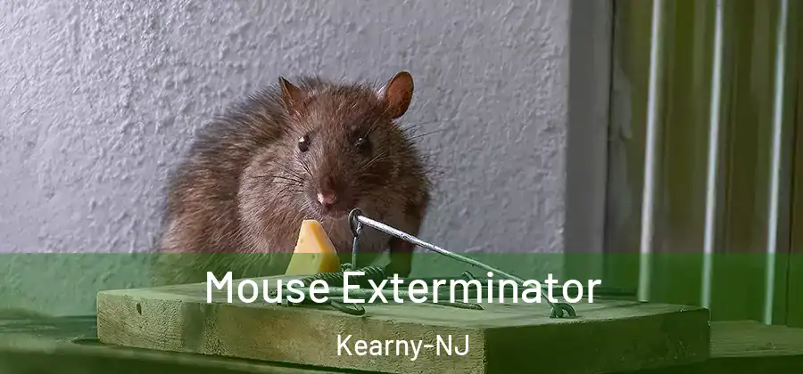 Mouse Exterminator Kearny-NJ