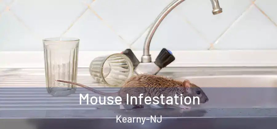 Mouse Infestation Kearny-NJ