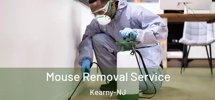 Mouse Removal Service Kearny-NJ
