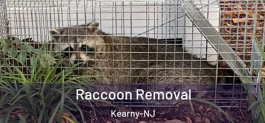 Raccoon Removal Kearny-NJ