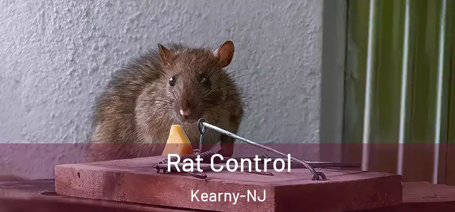 Rat Control Kearny-NJ