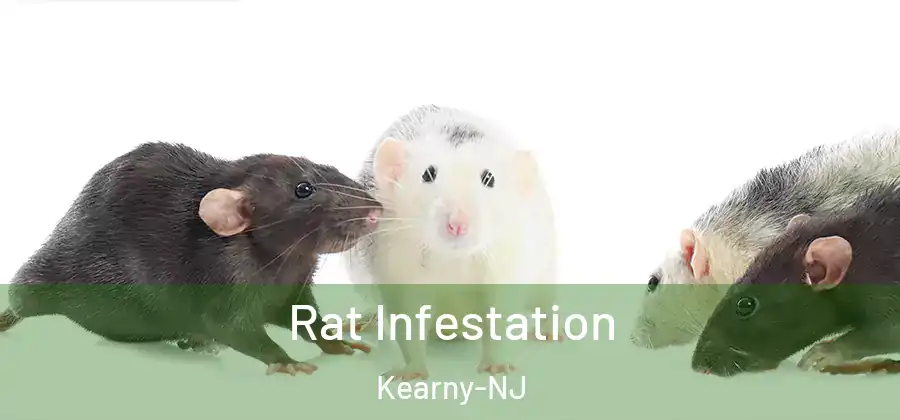 Rat Infestation Kearny-NJ