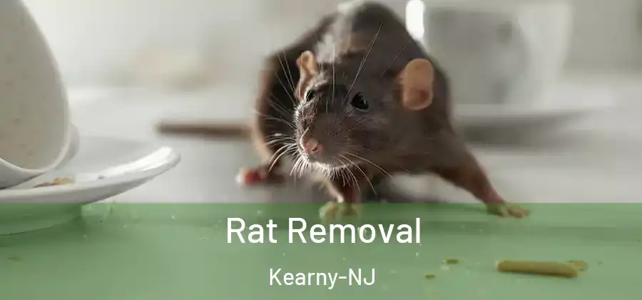 Rat Removal Kearny-NJ