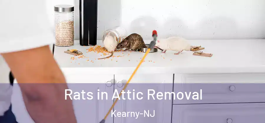  Rats in Attic Removal Kearny-NJ