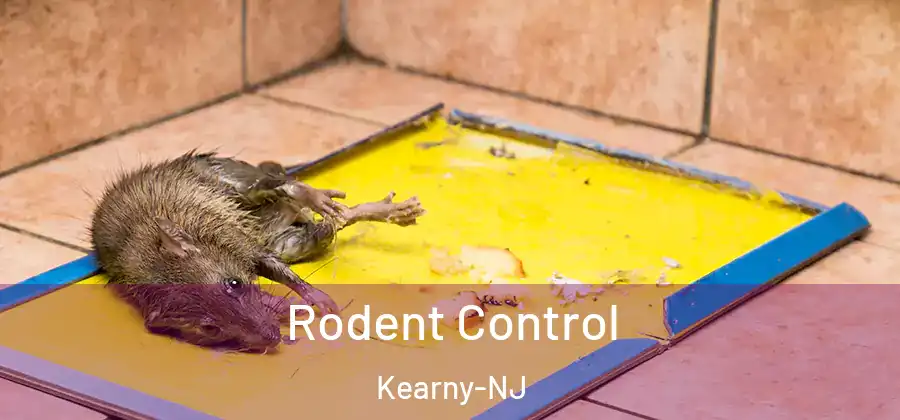 Rodent Control Kearny-NJ