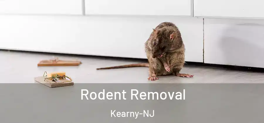 Rodent Removal Kearny-NJ