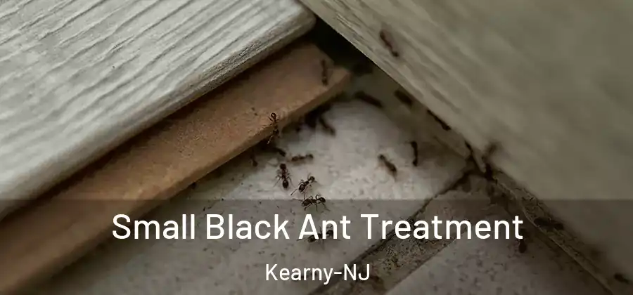 Small Black Ant Treatment Kearny-NJ