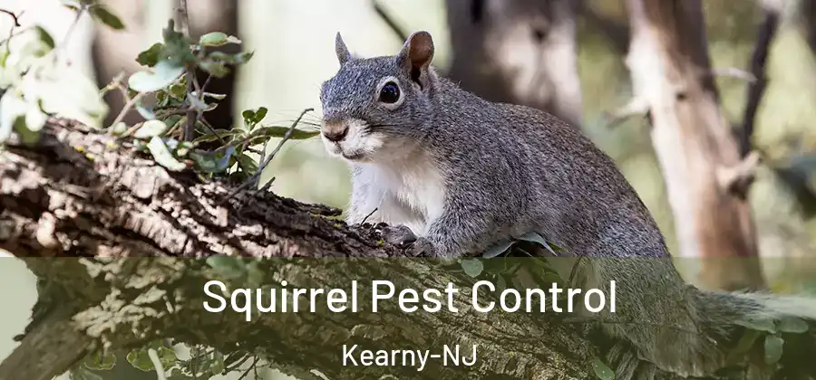 Squirrel Pest Control Kearny-NJ