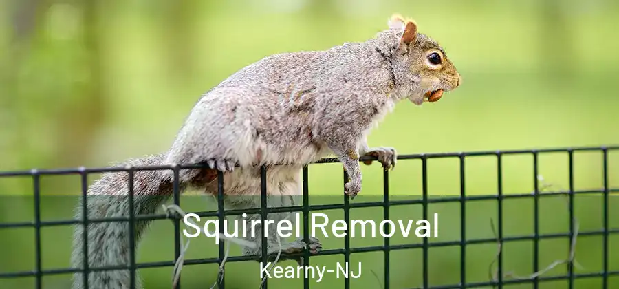 Squirrel Removal Kearny-NJ