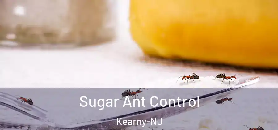  Sugar Ant Control Kearny-NJ