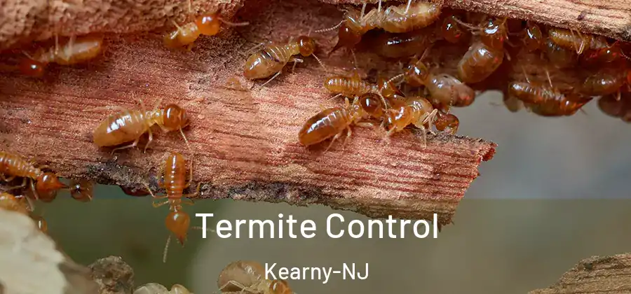  Termite Control Kearny-NJ