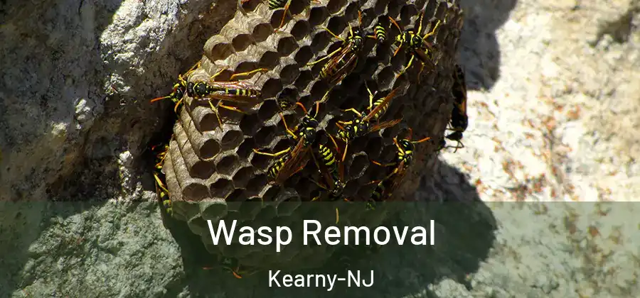  Wasp Removal Kearny-NJ
