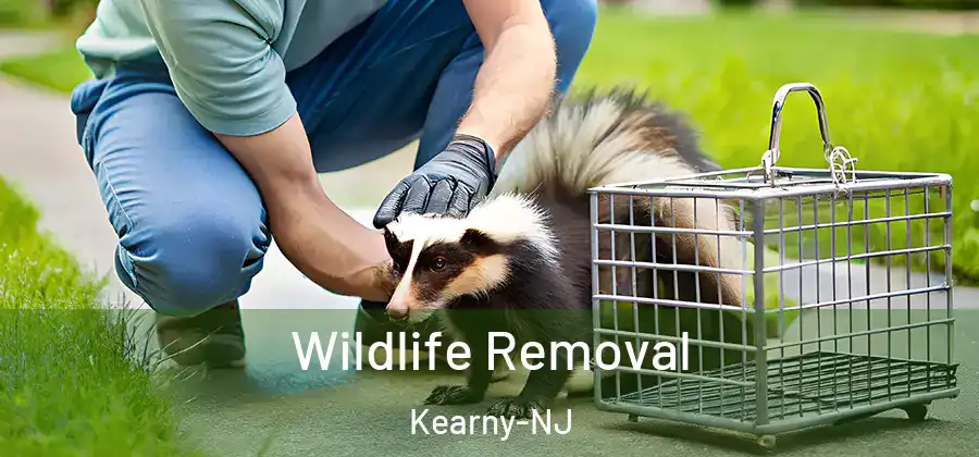  Wildlife Removal Kearny-NJ